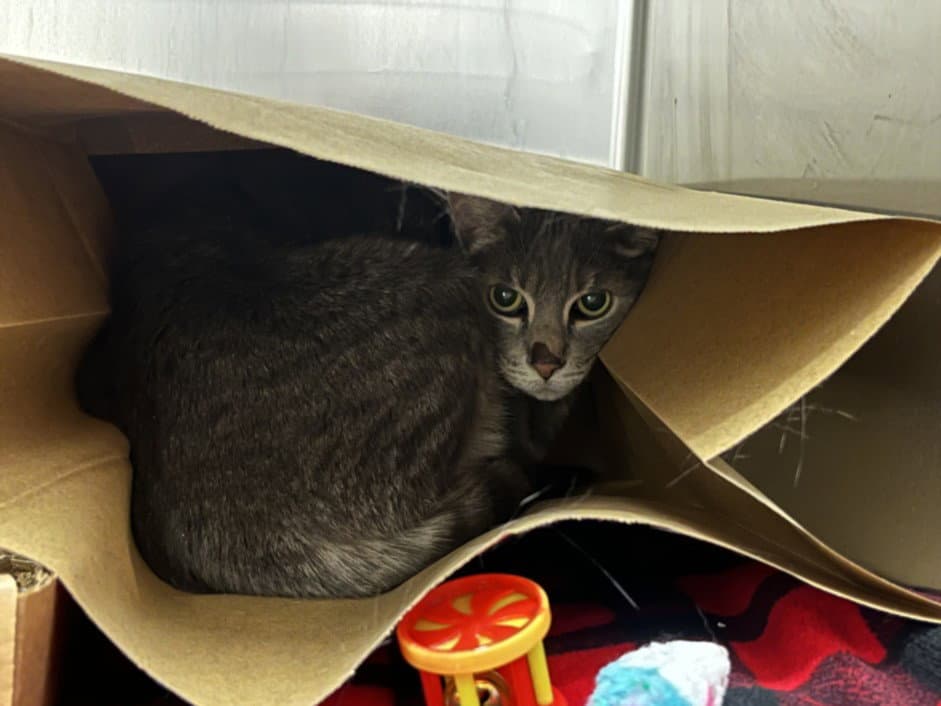 Cricket - Domestic Short Hair