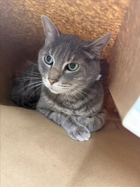 Cricket - Domestic Short Hair