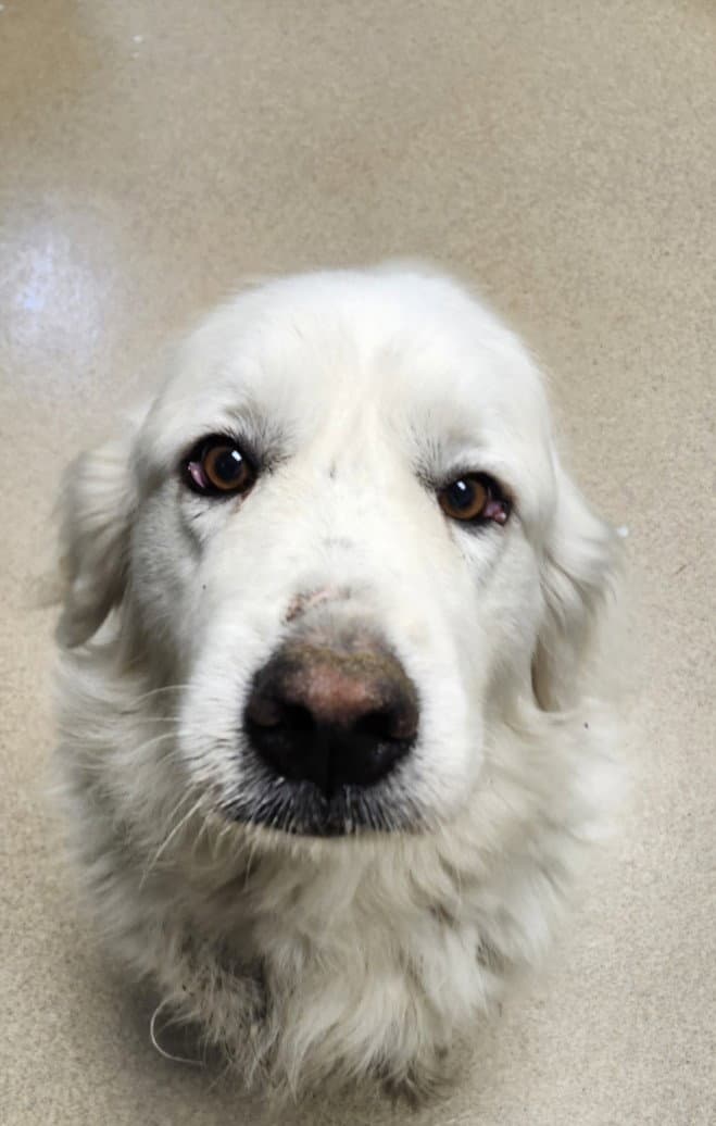 Penelope - Great Pyrenees