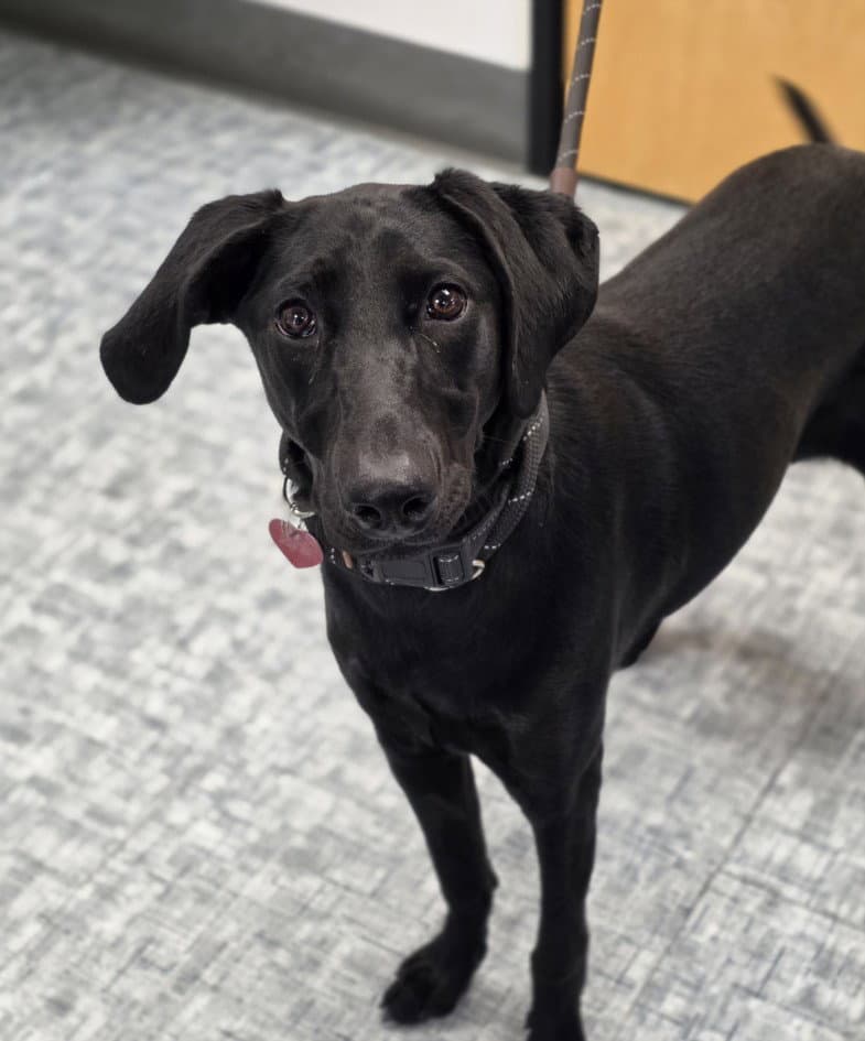 Shadow - Labrador Retriever