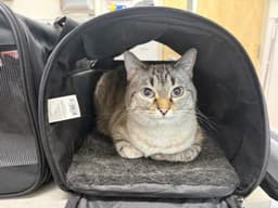 Little Merlin image 1