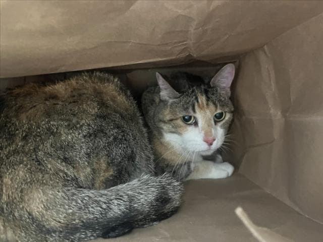 Autumn - Domestic Short Hair