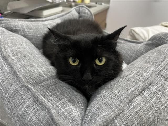 Snickles - Domestic Medium Hair