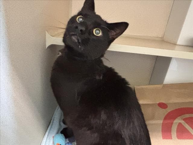Eduardo - Domestic Short Hair