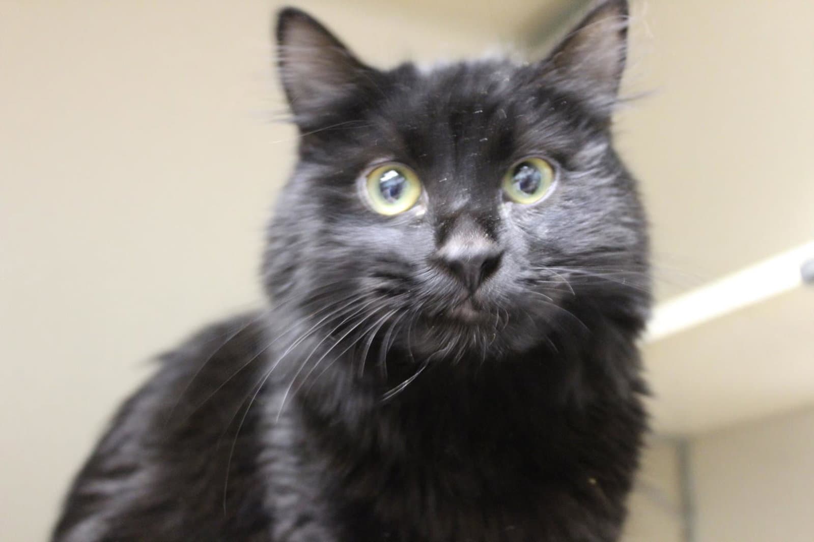 Sirius - Domestic Long Hair
