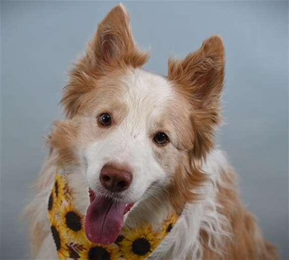 Miel - Border Collie