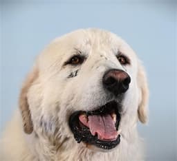 Barney image 1