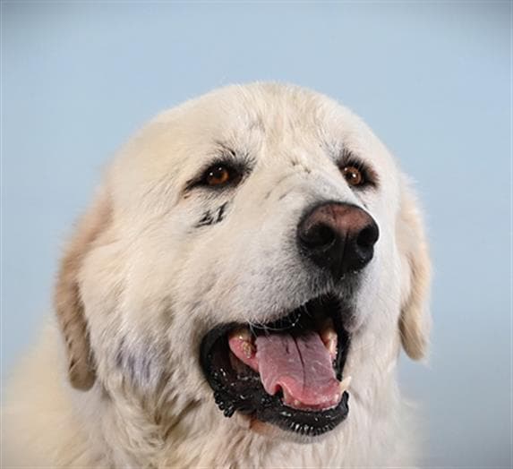 Barney - Great Pyrenees