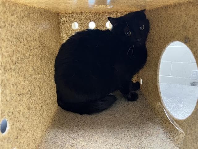 Cherry - Domestic Short Hair