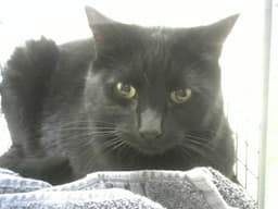 Baxter image 1