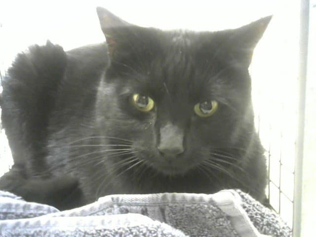 Baxter - Domestic Short Hair