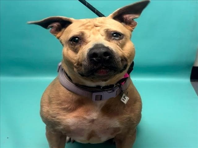 Ivory - American Staffordshire Terrier