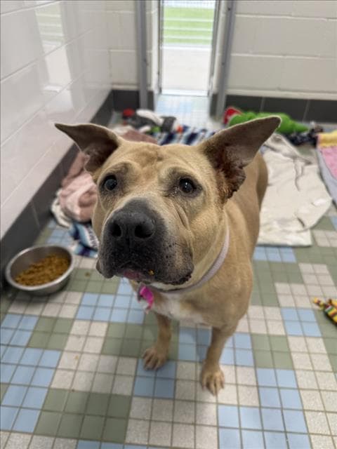 Ivory - American Staffordshire Terrier