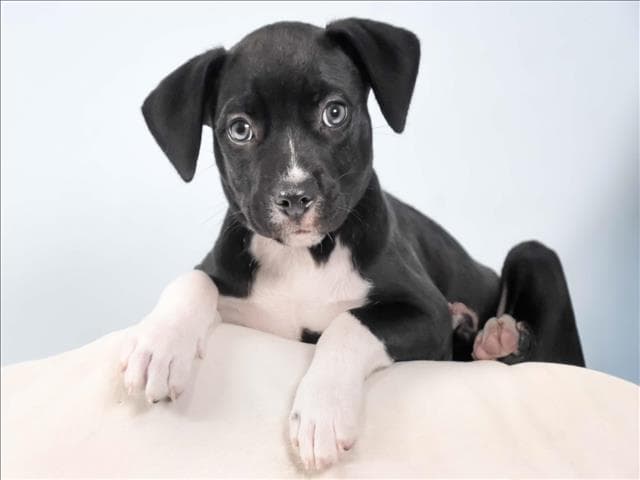 George Michael - Chihuahua