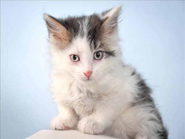 Icecream - Domestic Long Hair