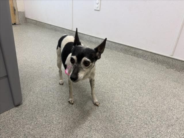 Emmy - Rat Terrier