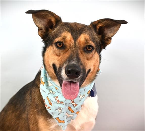 Remy - Australian Cattle Dog/Blue Heeler