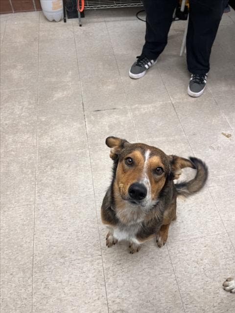Rex - Australian Cattle Dog/Blue Heeler