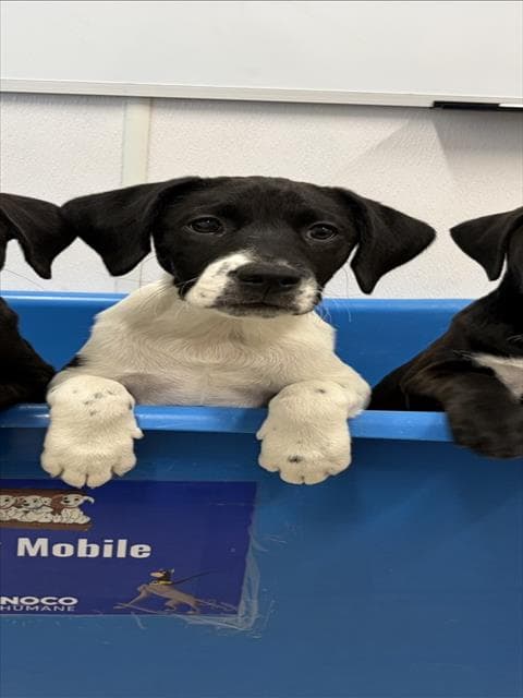 Tyrone - Labrador Retriever