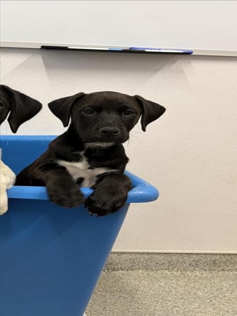 Sage - Labrador Retriever