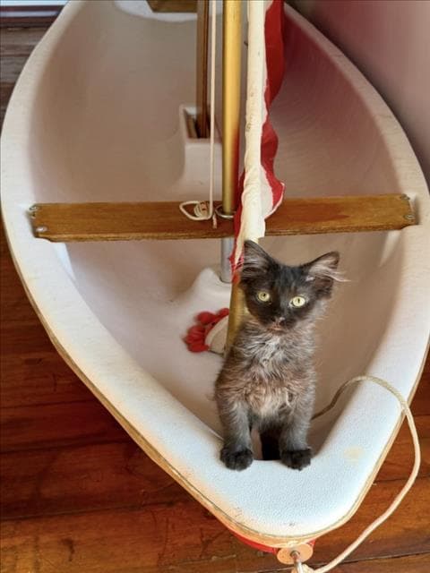 Dobby - Domestic Short Hair