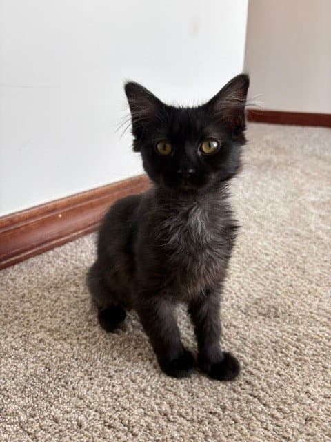 Lucy Lou - Domestic Short Hair