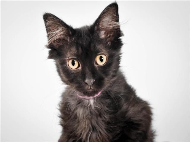 Lucy Lou - Domestic Short Hair