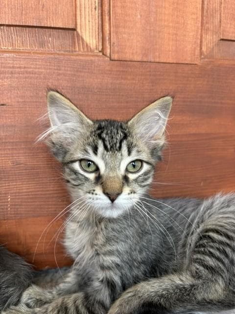 Kyan - Domestic Short Hair