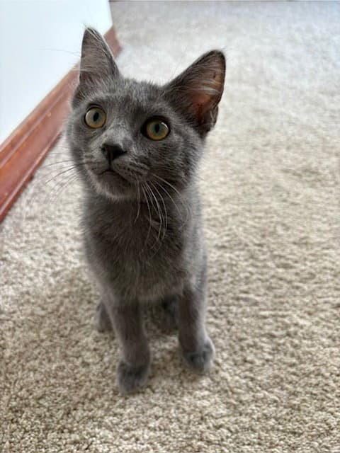 Foggy - Domestic Short Hair