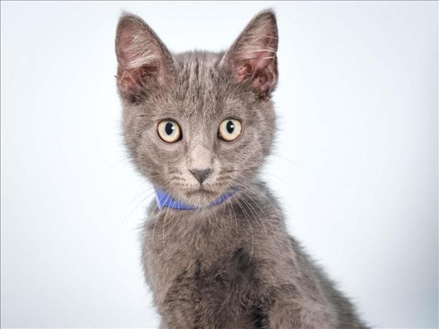 Foggy - Domestic Short Hair