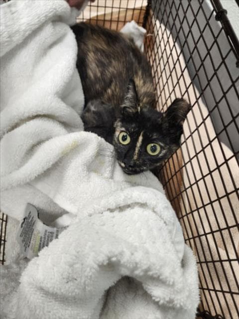 Shelly - Domestic Short Hair