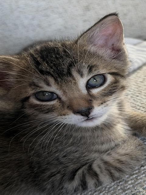Tiger - Domestic Short Hair