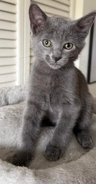 Dora - Domestic Short Hair