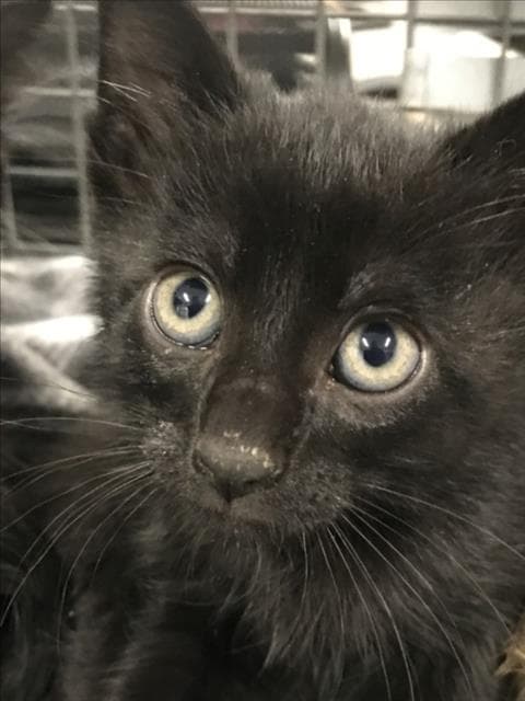 Carson - Domestic Short Hair
