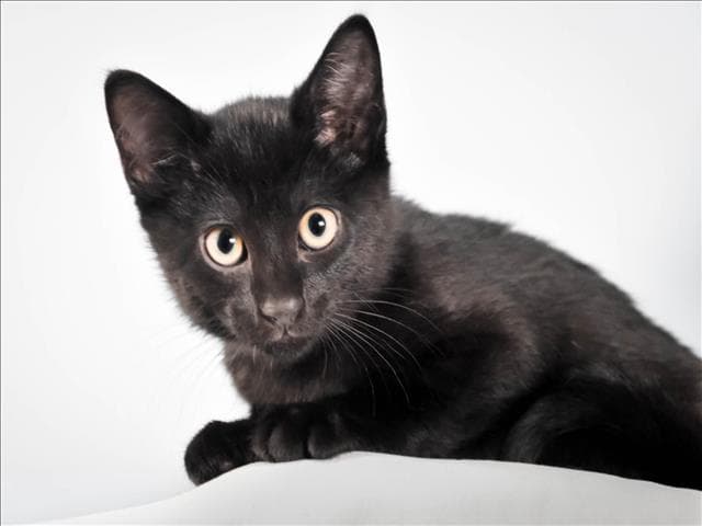 Carson - Domestic Short Hair