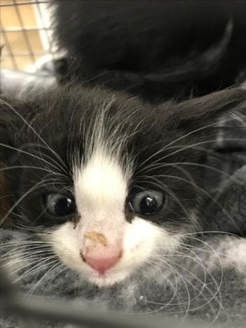 Cleveland - Domestic Short Hair