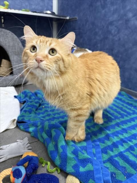 Archie - Domestic Medium Hair