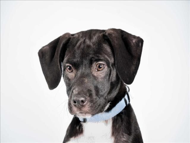 Trixie - Labrador Retriever