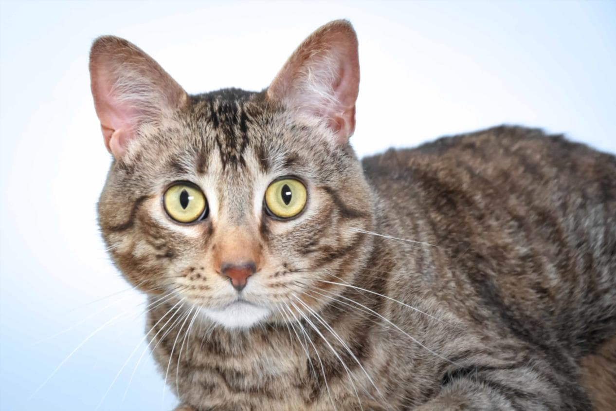 Little John - Domestic Short Hair