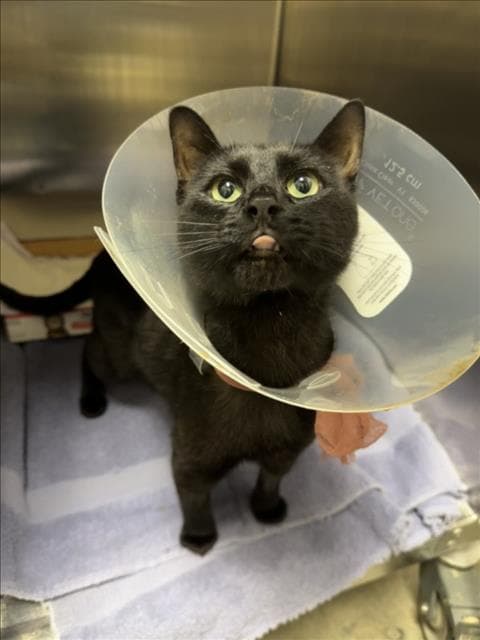 Ba Bi - Domestic Short Hair