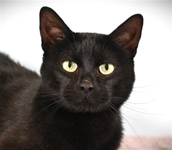 Ba Bi - Domestic Short Hair