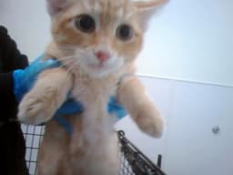 Garfield image 1