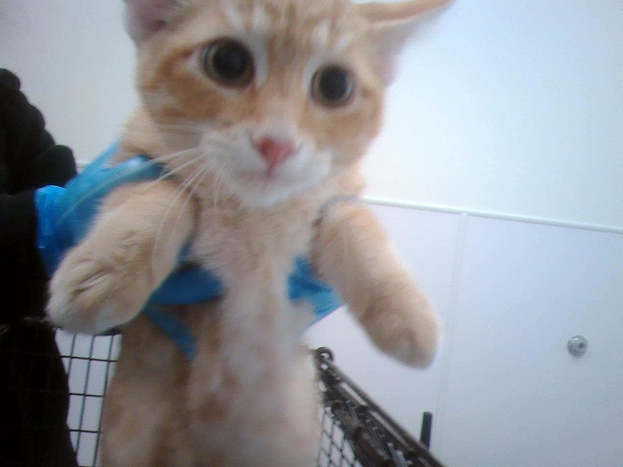 Garfield - Domestic Short Hair