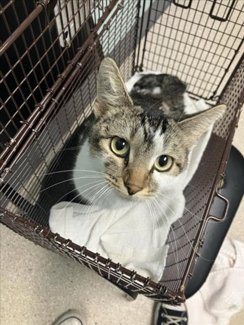Curious - Domestic Short Hair