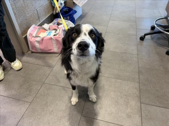 Rudy - Border Collie