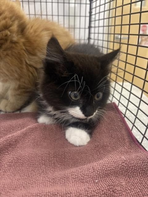 Coal - Domestic Medium Hair