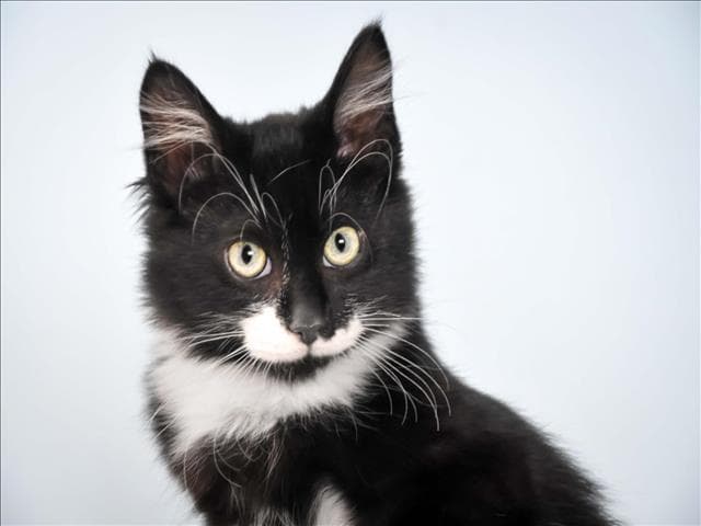 Coal - Domestic Medium Hair