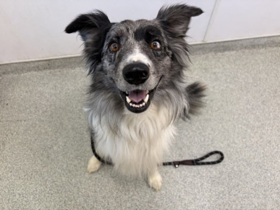 Patches - Australian Cattle Dog/Blue Heeler