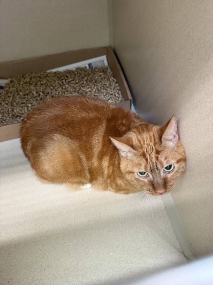 Bethany - Domestic Short Hair