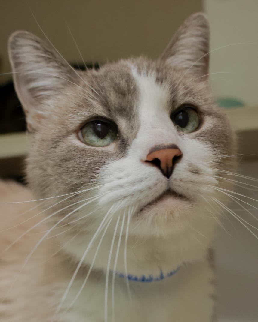 Smokey - Domestic Medium Hair